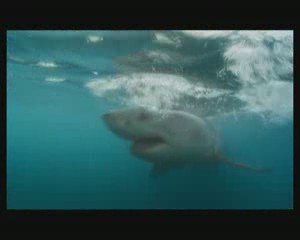 charmer les requins Partie 4sur5