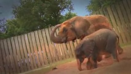 Animal Traits – The Maryland Zoo