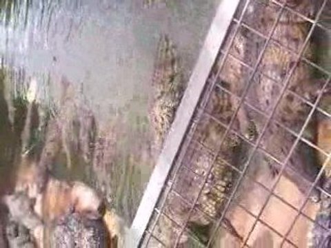 La ferme aux crocodiles pendant le repas des crocos (1/2)