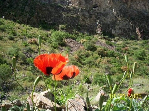 NIŞANTAŞI KÖYÜ Temmuz 2009 | Mehmet korkmaz