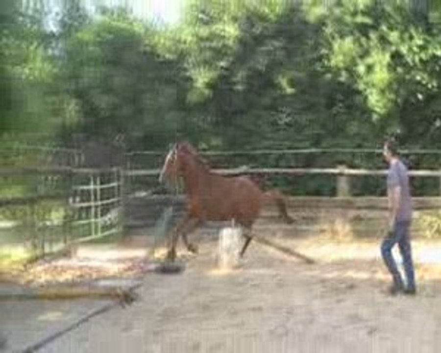 QUI VIVE TARDONNE - SAUT EN LIBERTE