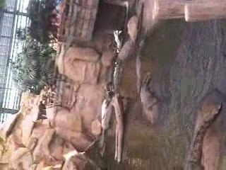 La ferme aux crocodiles pendant le repas des crocos (2/2)