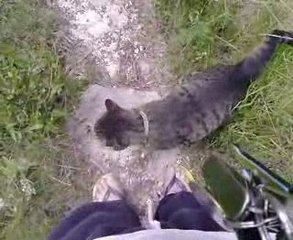 ch@t NEKO deguste sont lait de bon matin