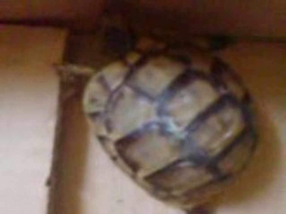 LA tortue de KAOUTHER