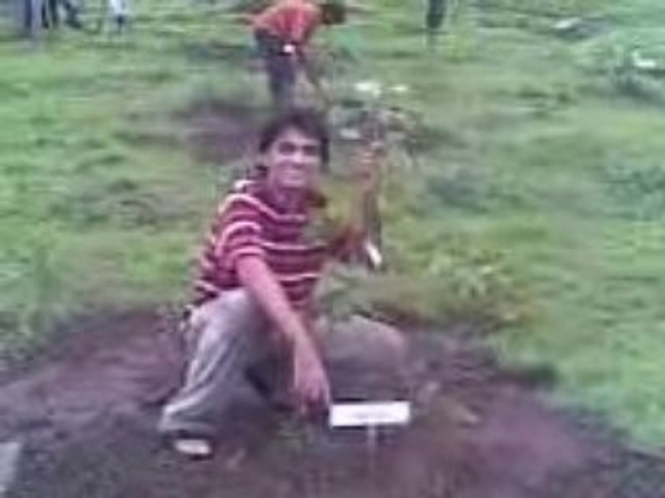tree plantation