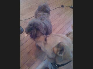 Dani - For Whom the Bell tolls-dogs