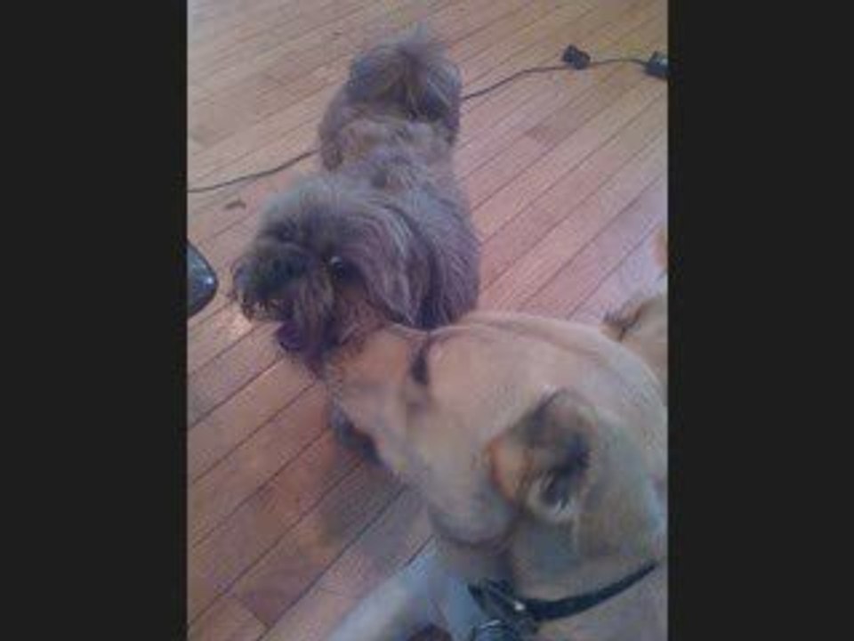 Dani - For Whom the Bell tolls-dogs