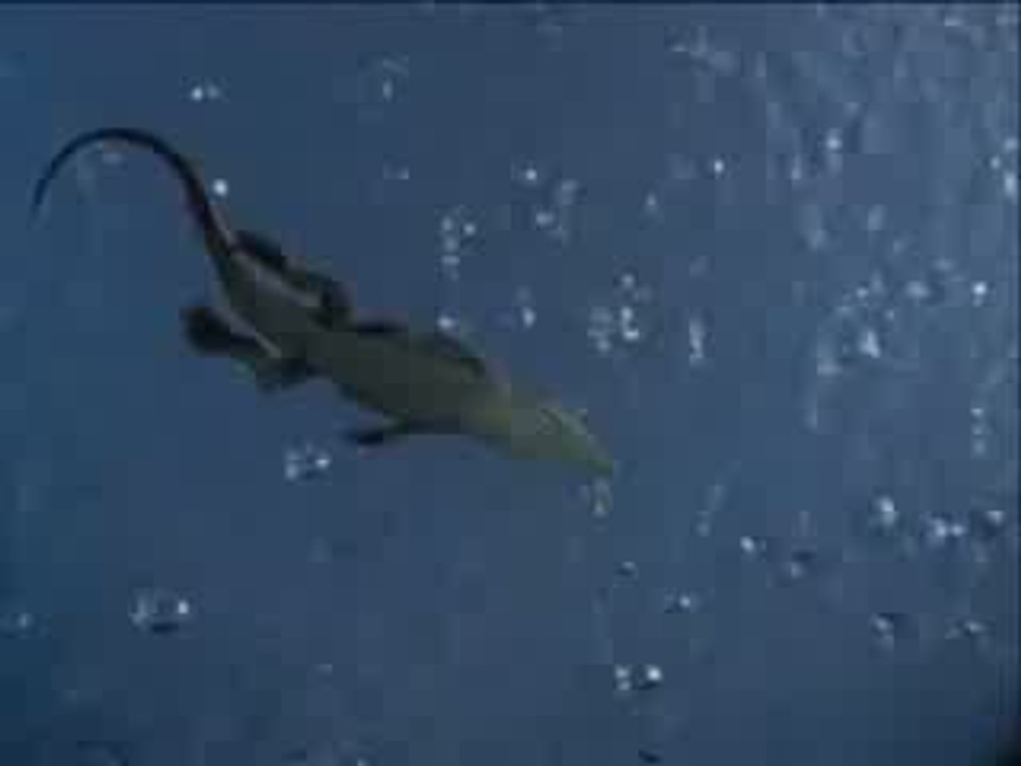 ⁣Animals  Download Birds sound effects