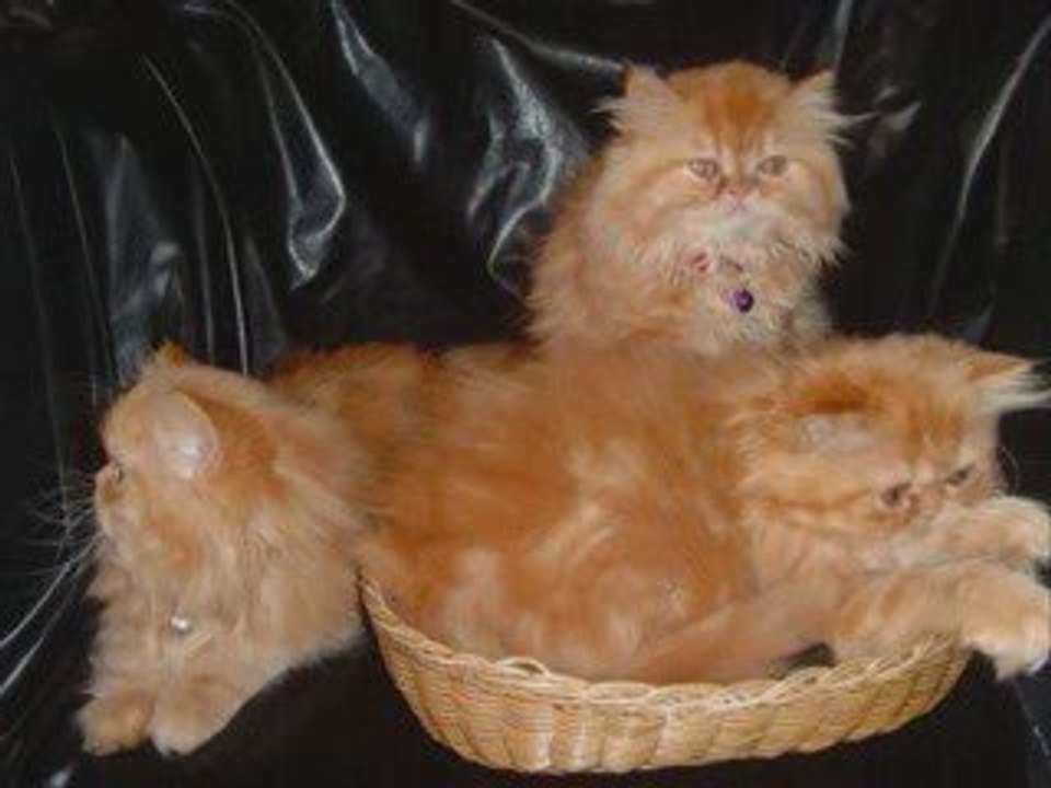 Chaton    2009 disponible