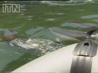 Dolphins communicate in a similar way to humans