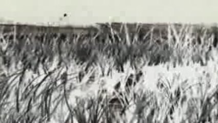 near death experience