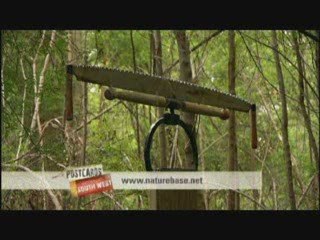 Postcards WA – Walpole and the Valley of the Giants