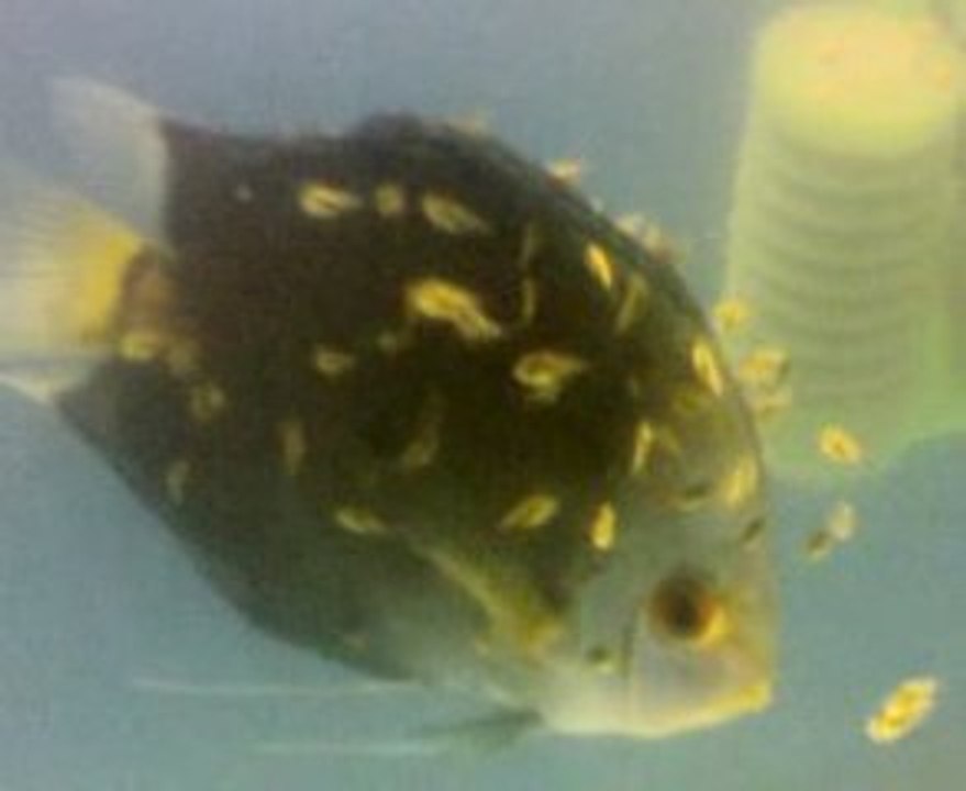 diamond dişi - kelebek erkek çifti yavrular 12 gunluk-2