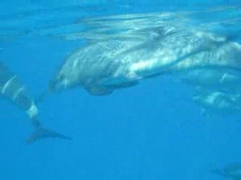 Dauphins à long bec mères et petits en Egypte : Sataya