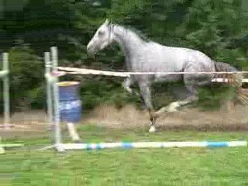 Bulivia jument 3ans KWPN cartano-carthagox voltaire / Ulivia