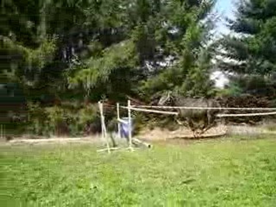 AROCK  3ANS (NOTILUDE/ROCK DU VALTIBERMONT X KASHMIRE )