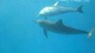 Cécile filme les dauphins à long bec de Sataya en Egypte