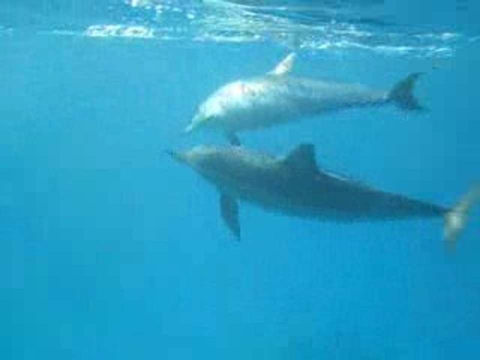 Cécile filme les dauphins à long bec de Sataya en Egypte