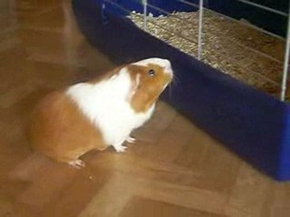 Vanille et Lily en promenade