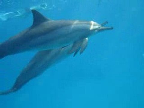 Nage avec les Dauphins à long bec, mer rouge 29/08/2009