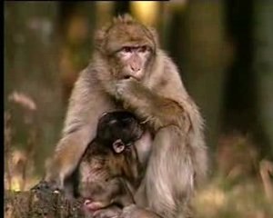 Montagne des Singes - Kintzheim - Alsace