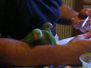 Jeunes Perruches Grand Alexandre