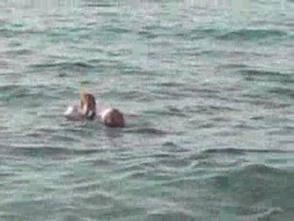 Gauthier et Marine mer