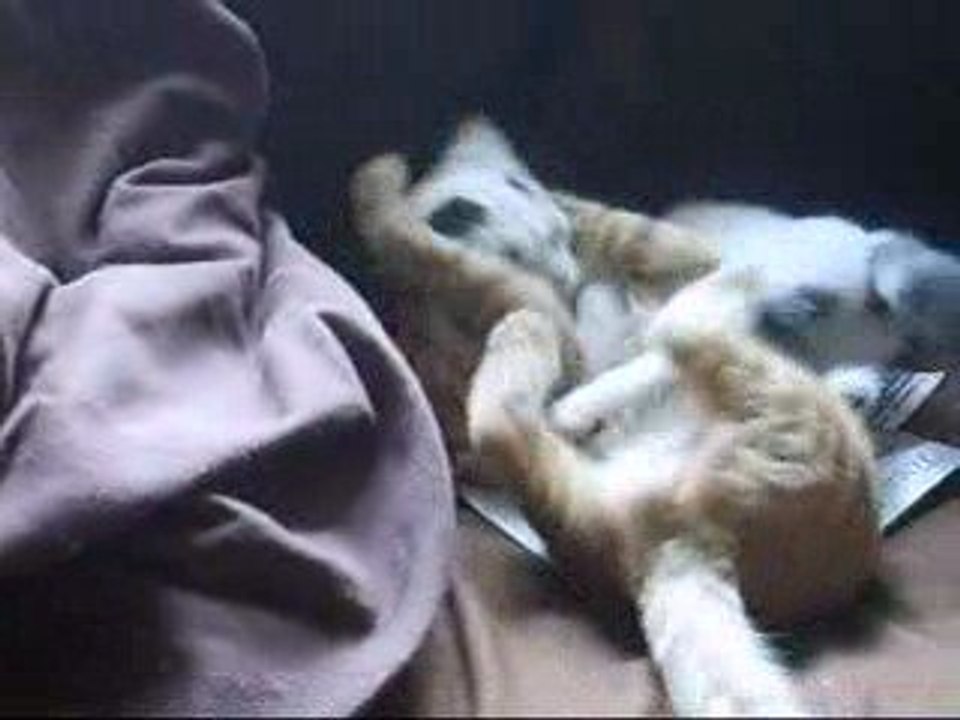 Bagarre de chat