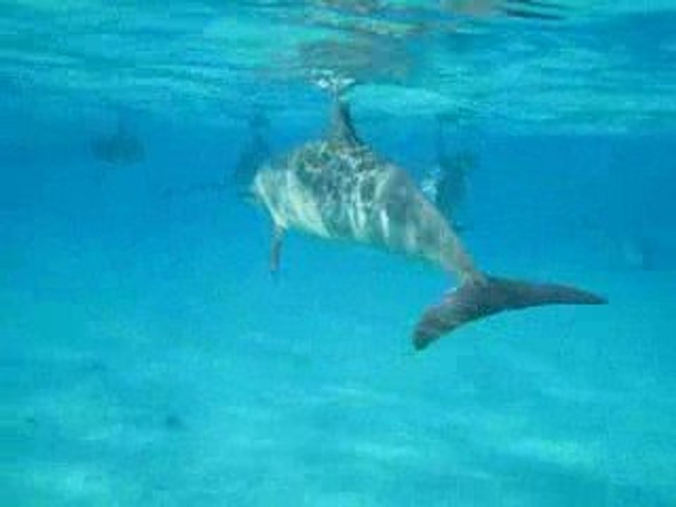 Yann filme les Dauphins à long bec de Sataya en EGYPTE