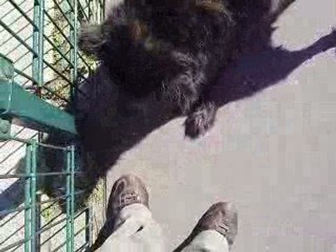 topas chien de paris19 par mouada abdelali