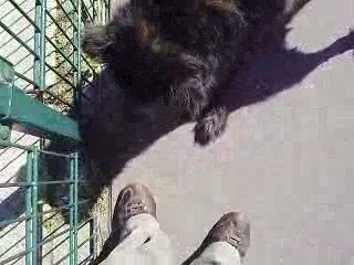 topas chien de paris19 par mouada abdelali