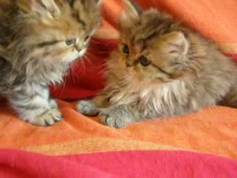 Eclipse, chaton persan golden shaded