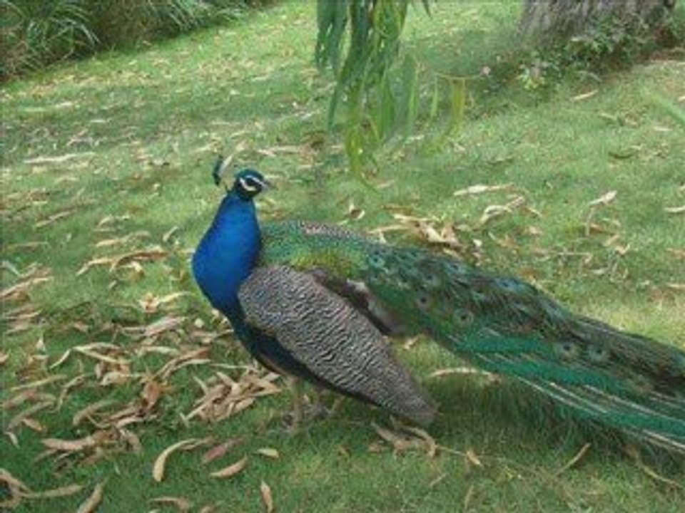 Zoo de sigean