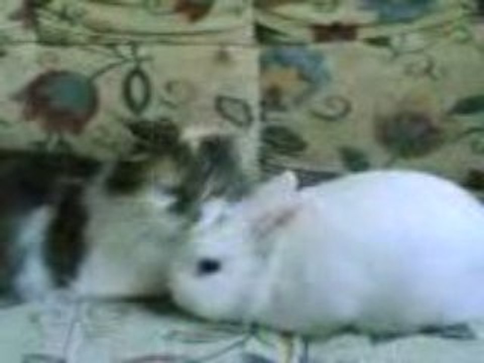 Chat et Lapin