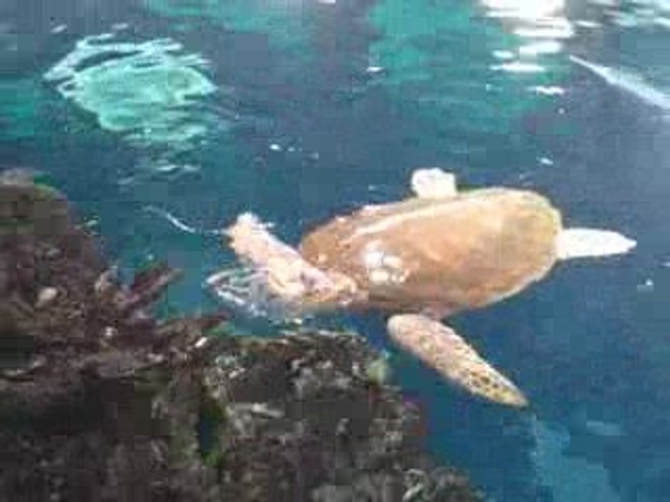 loggerhead sea turtle taking a breather