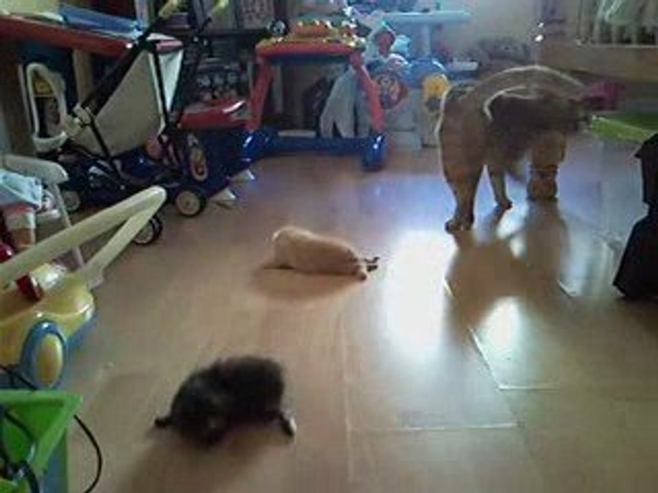 chatons 3 semaines 2