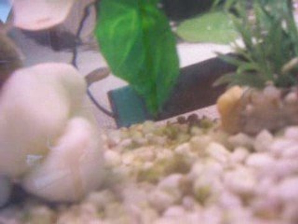 tortue d'eau douce