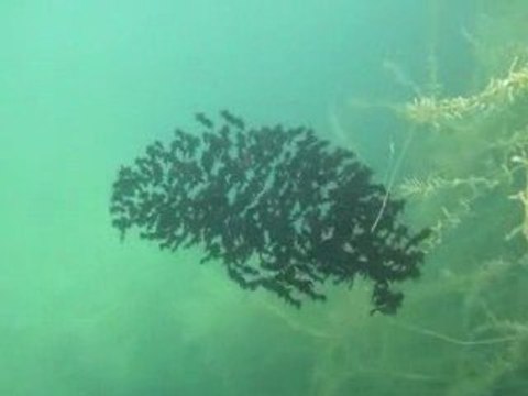 La danse des poissons chats