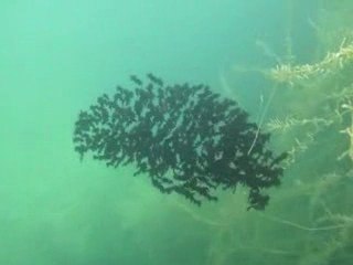 La danse des poissons chats