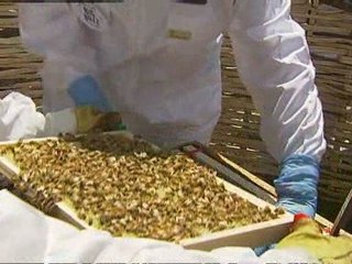 Calls to boost bee numbers