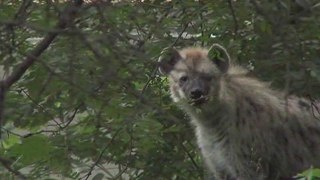 Hyenas At the Bronx Zoo