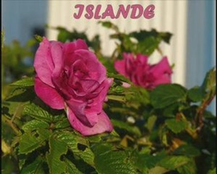 ISLANDE 2 Grindavik - Vallée de Skorradalur