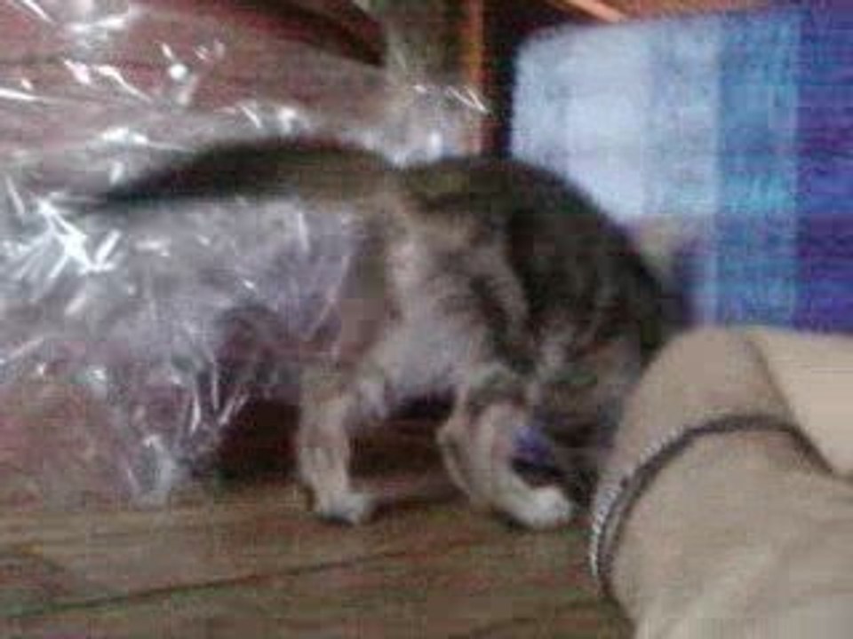 Elfy