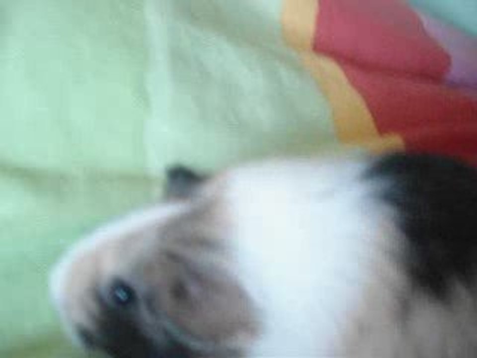 Fibee sur mon Lit
