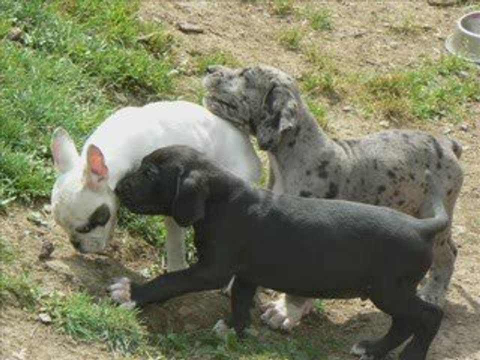 Ekaï et les bébés, photos prises le 3 Août 2009