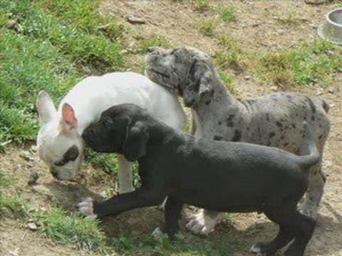 Ekaï et les bébés, photos prises le 3 Août 2009
