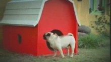 Dog box - funny new Vodafone commercial