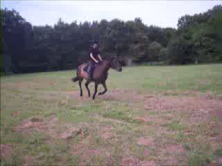 Nikita au saut monté