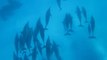Une grande famille de dauphins à long bec a Sataya
