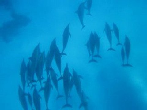 Une grande famille de dauphins à long bec a Sataya